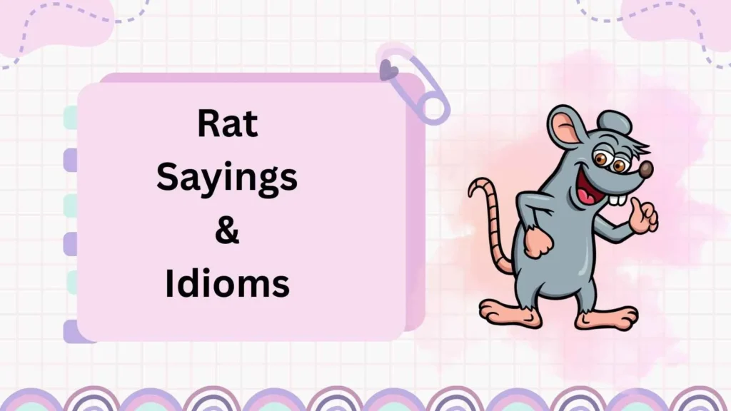 Rat Sayings & Idioms